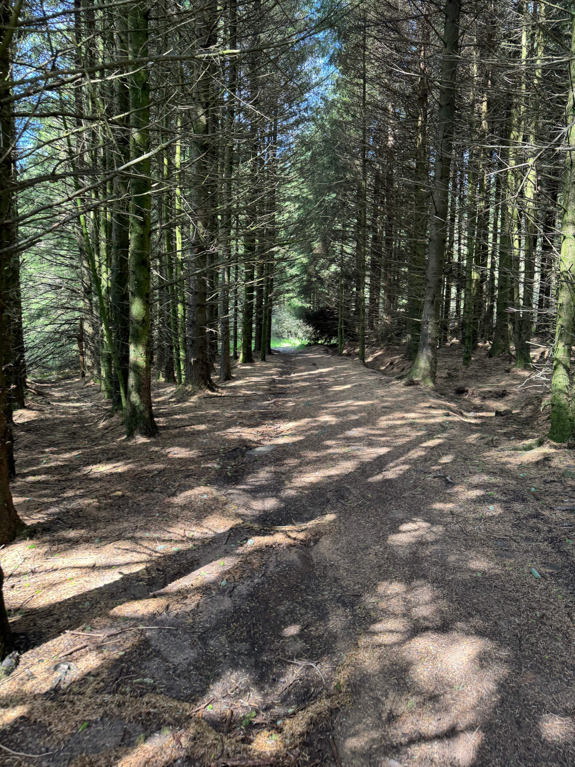 Walking through the woods on the way up to Longridge Fell